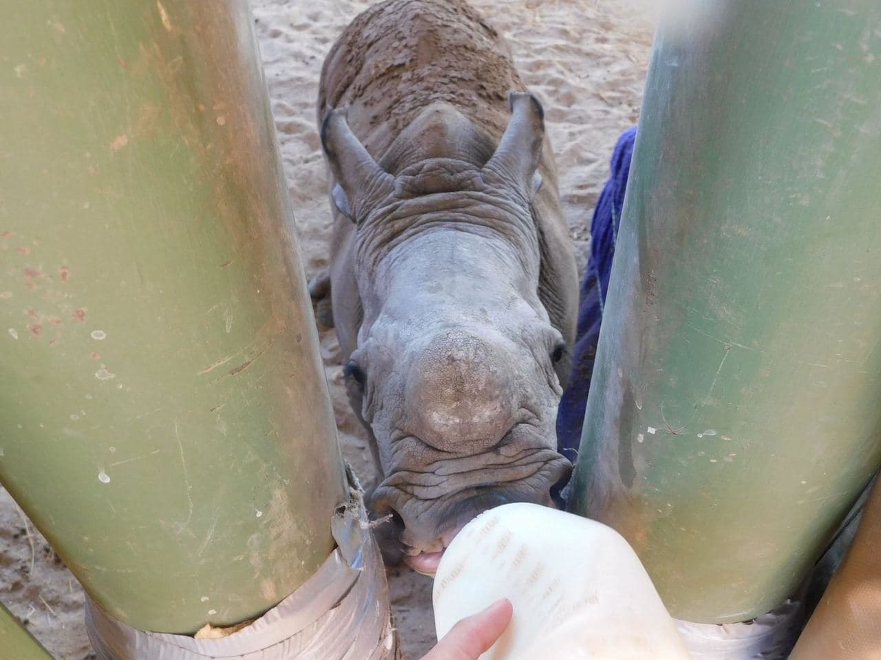 Sophie volunteering with rescued rhinos, baboons, cheetahs and the wider team at the N/a'an ku se Foundation reserve in Namibia, November 2018