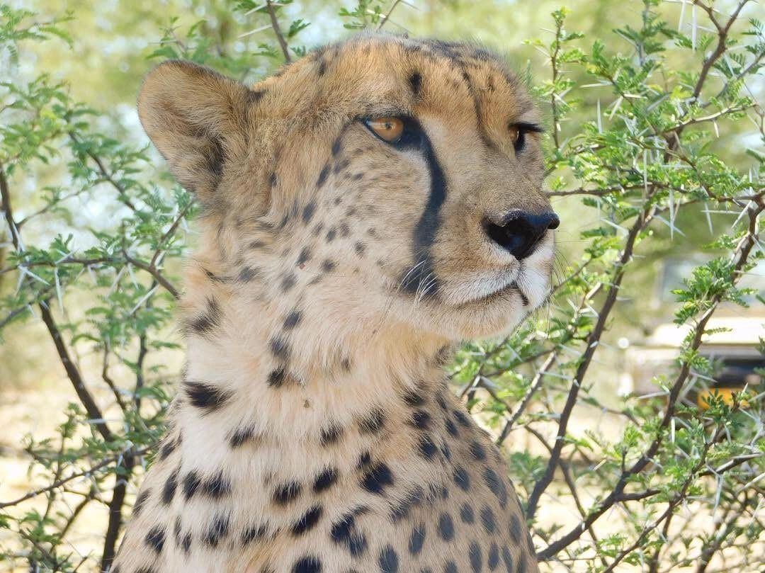 Sophie volunteering with rescued rhinos, baboons, cheetahs and the wider team at the N/a'an ku se Foundation reserve in Namibia, November 2018