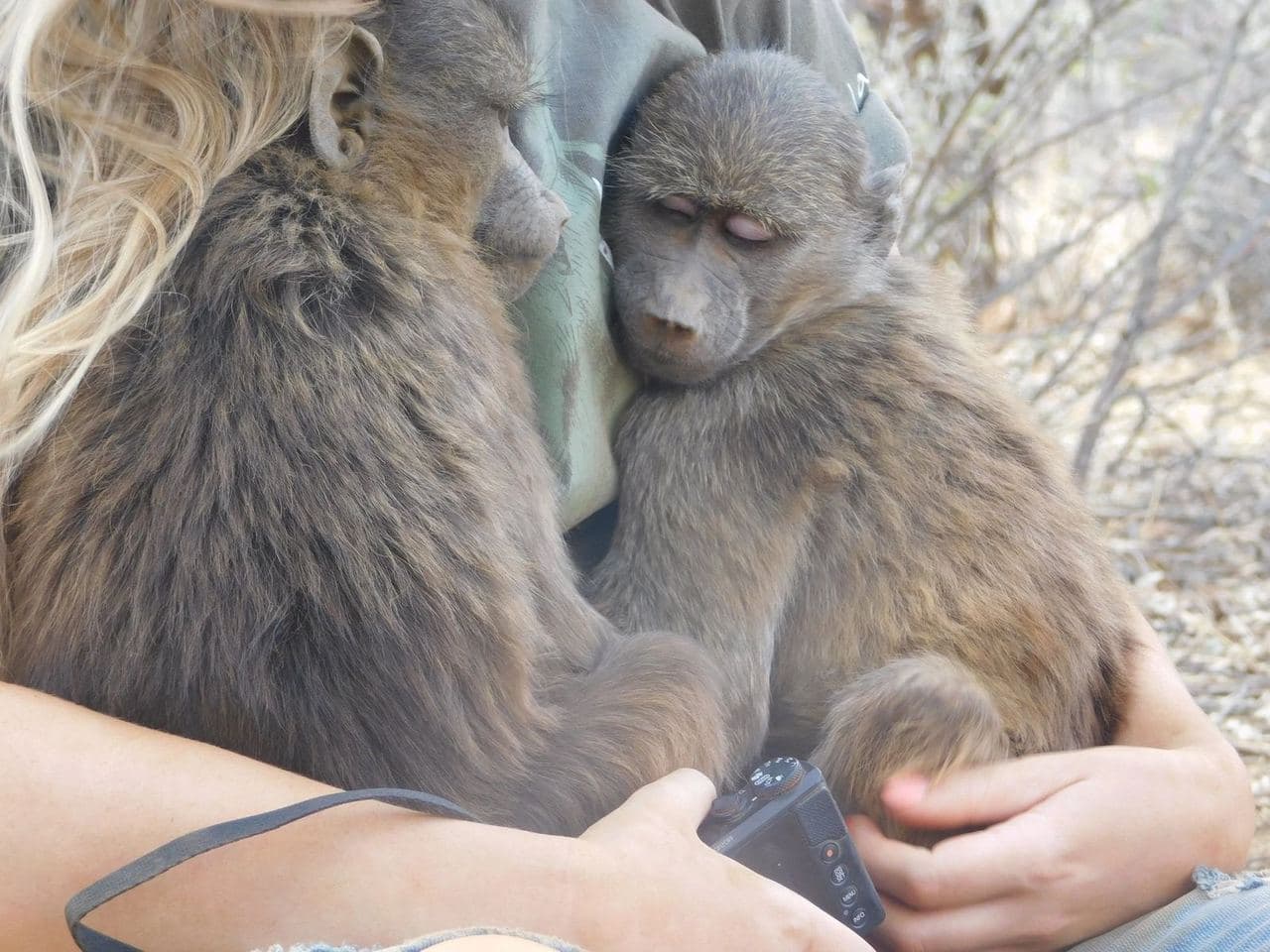 Sophie volunteering with rescued rhinos, baboons, cheetahs and the wider team at the N/a'an ku se Foundation reserve in Namibia, November 2018