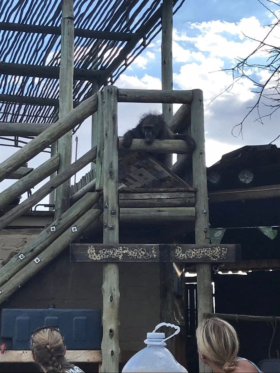 Sophie volunteering with rescued rhinos, baboons, cheetahs and the wider team at the N/a'an ku se Foundation reserve in Namibia, November 2018