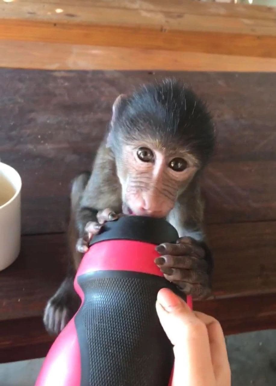 Sophie volunteering with rescued rhinos, baboons, cheetahs and the wider team at the N/a'an ku se Foundation reserve in Namibia, November 2018