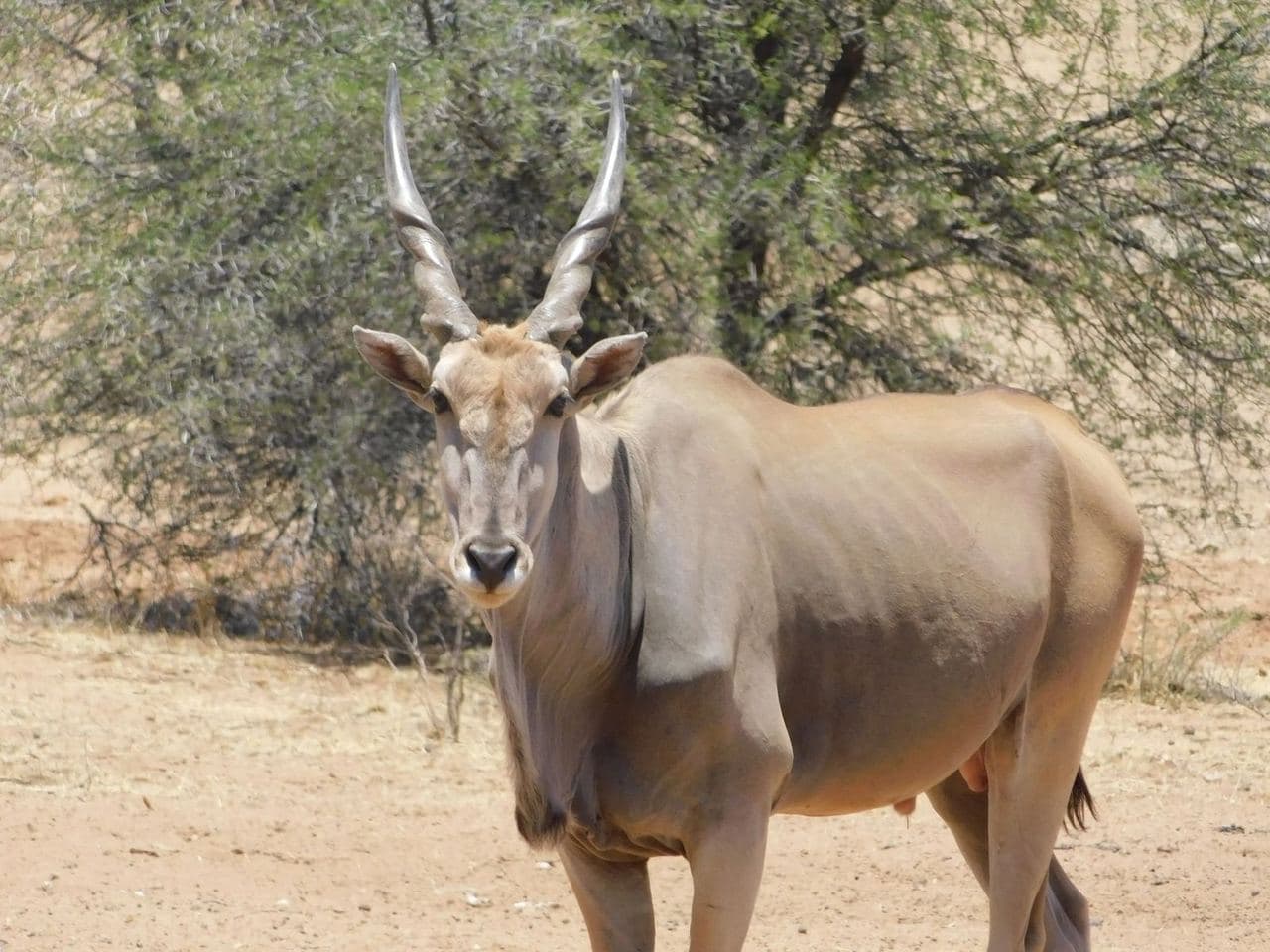 Sophie volunteering with rescued rhinos, baboons, cheetahs and the wider team at the N/a'an ku se Foundation reserve in Namibia, November 2018