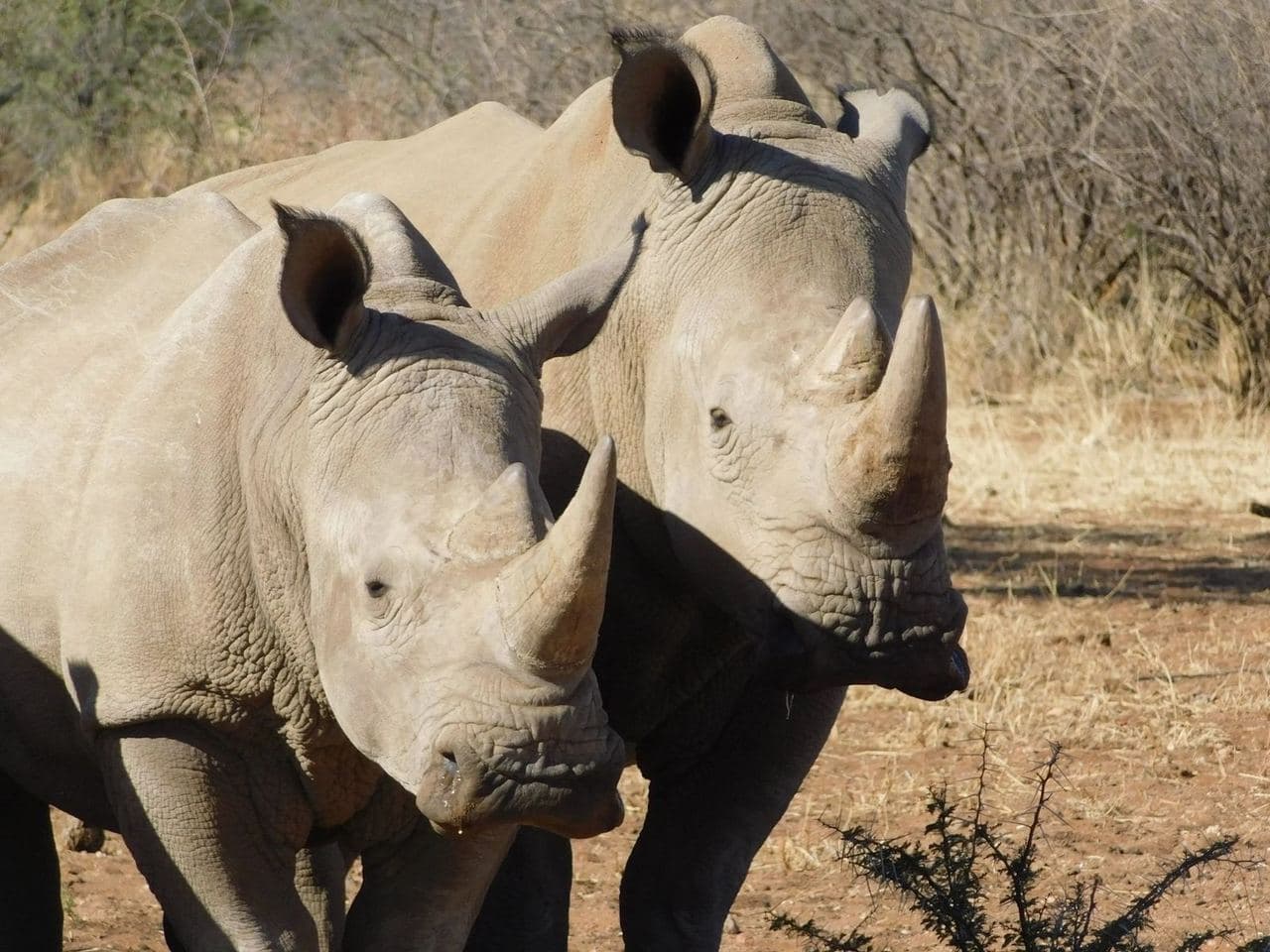 Sophie volunteering with rescued rhinos, baboons, cheetahs and the wider team at the N/a'an ku se Foundation reserve in Namibia, November 2018