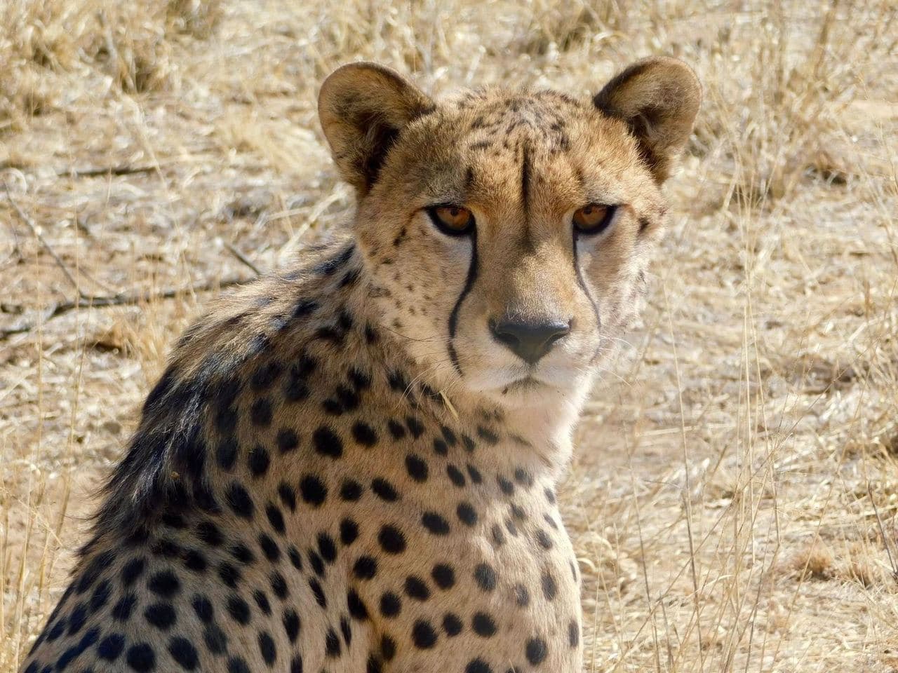 Sophie volunteering with rescued rhinos, baboons, cheetahs and the wider team at the N/a'an ku se Foundation reserve in Namibia, November 2018