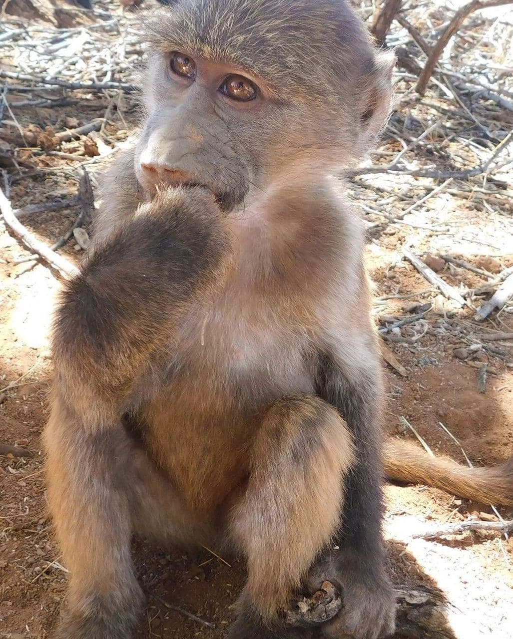 Sophie volunteering with rescued rhinos, baboons, cheetahs and the wider team at the N/a'an ku se Foundation reserve in Namibia, November 2018