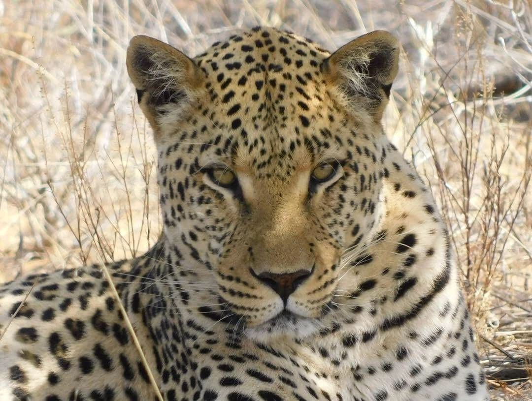 Sophie volunteering with rescued rhinos, baboons, cheetahs and the wider team at the N/a'an ku se Foundation reserve in Namibia, November 2018