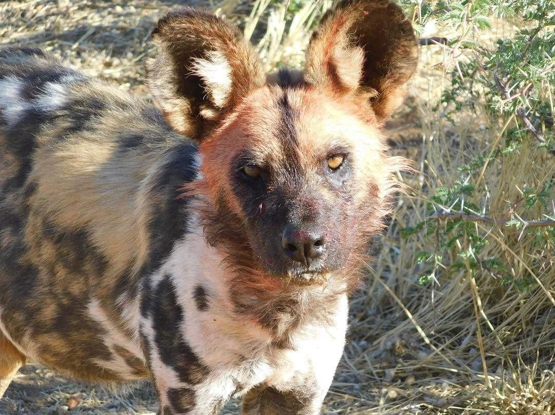 Sophie volunteering with rescued rhinos, baboons, cheetahs and the wider team at the N/a'an ku se Foundation reserve in Namibia, November 2018