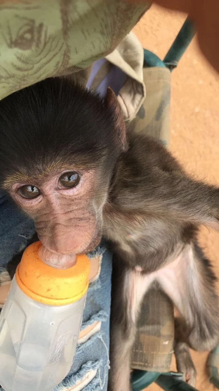 Sophie volunteering with rescued rhinos, baboons, cheetahs and the wider team at the N/a'an ku se Foundation reserve in Namibia, November 2018