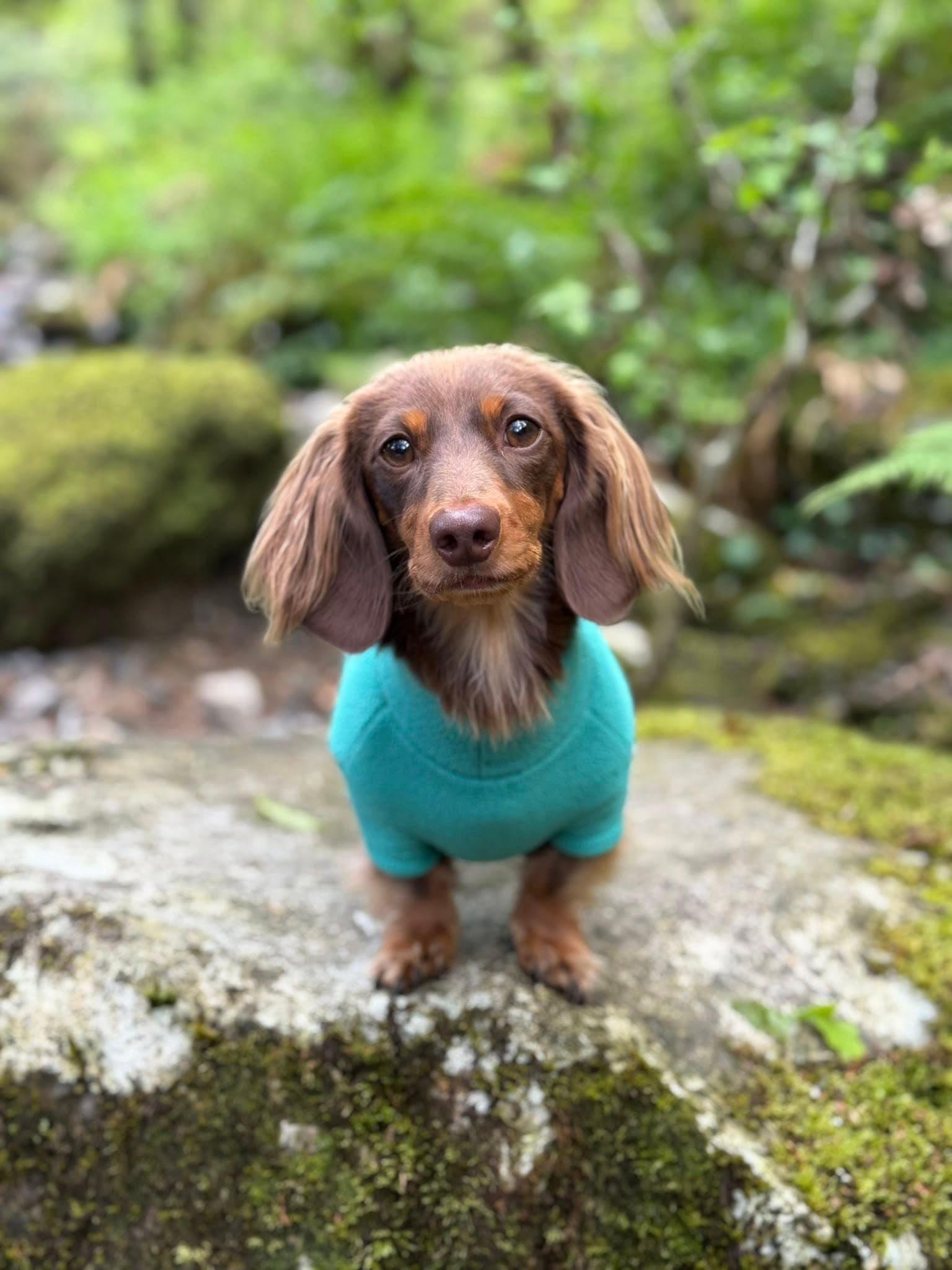 Laika the chocolate long-haired miniature dachshund in a teal jumper