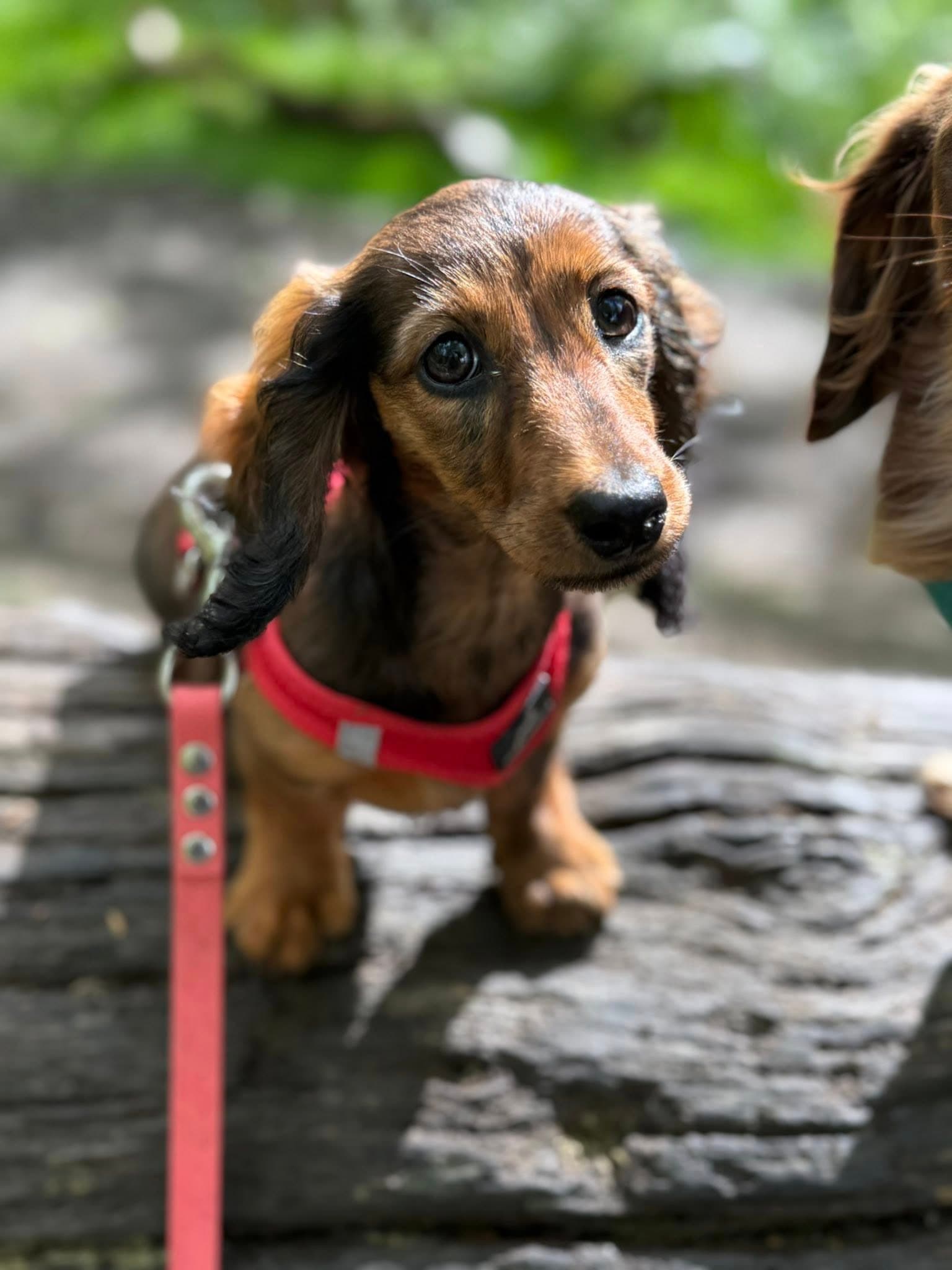 Rocket the long-haired miniature dachshund — the face of Paw to Paw